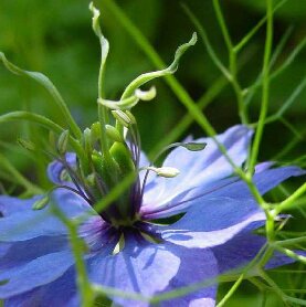 Chlorophylle Fleurs
